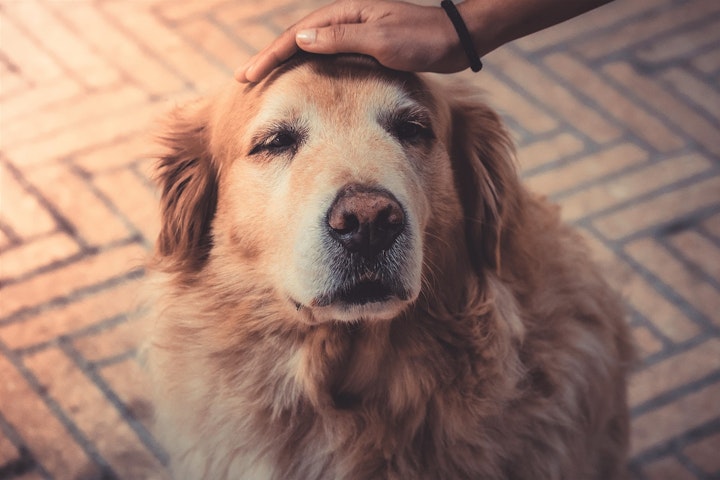 シニア犬,老犬,高齢犬,気温,寝床