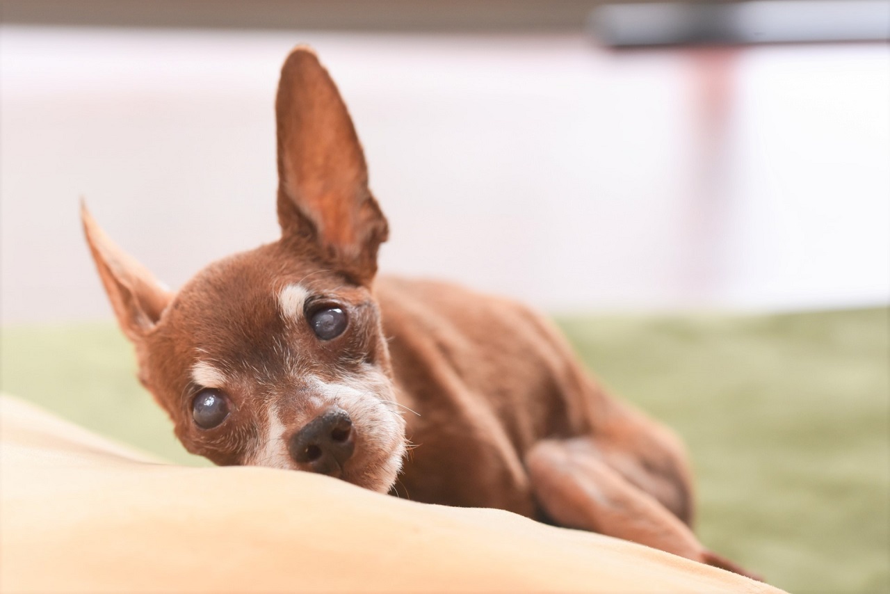 シニア犬に現れる6つの変化と、整えたい10の生活環境