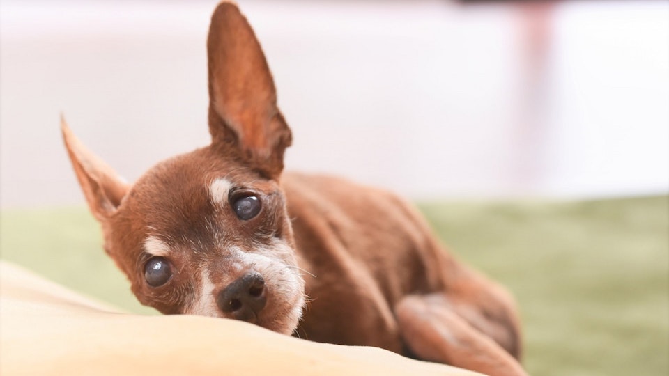 シニア犬に現れる6つの変化と、整えたい10の生活環境