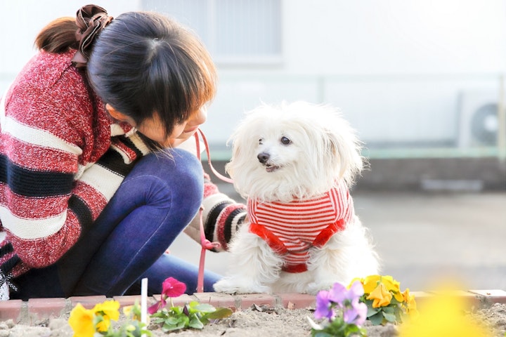 シニア犬,老犬,高齢犬,気温,寝床