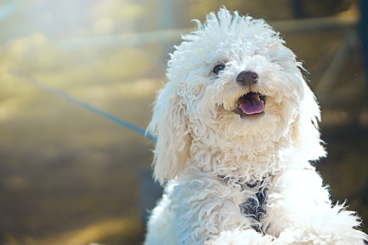 獣医師監修,犬,呼吸困難,呼吸数