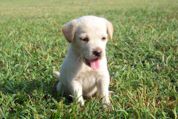 獣医師監修,犬,呼吸困難,呼吸数