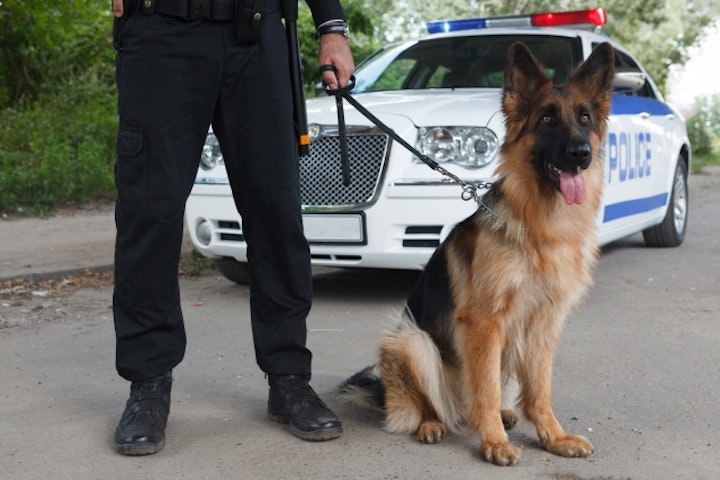 トレーニング,問題行動,心の器,犬,しつけ