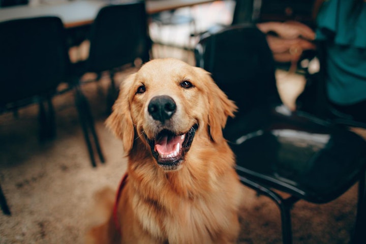 トレーニング,問題行動,心の器,犬,しつけ