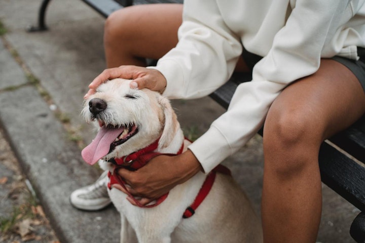 トレーニング,問題行動,心の器,犬,しつけ