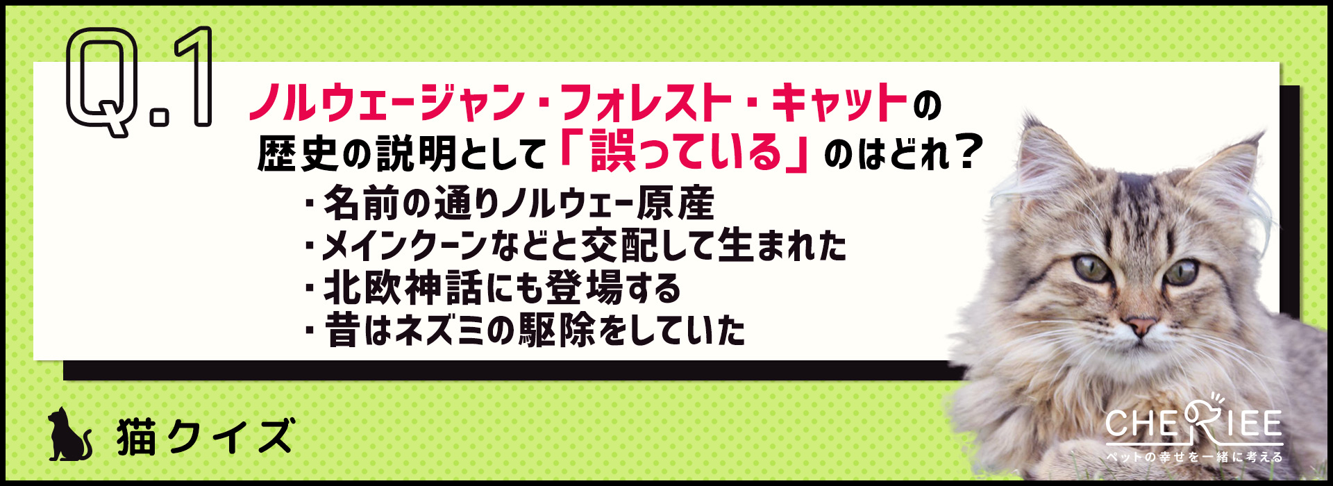 【クイズ】ノルウェージャン・フォレスト・キャットって知ってる？
