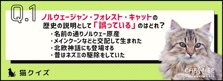 【クイズ】ノルウェージャン・フォレスト・キャットって知ってる？のアイキャッチ画像