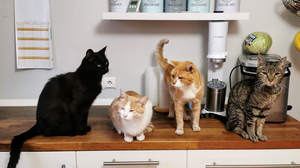 猫の誤飲を予防しよう!日常生活に潜む食べ物以外の危険と対策