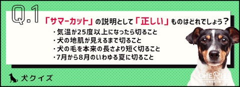 【クイズ】短すぎると危険?!暑い夏に知っておきたいサマーカットのアイキャッチ画像