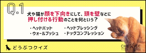 【クイズ】かわいいけど要注意！？犬や猫の反省ポーズとはのアイキャッチ画像