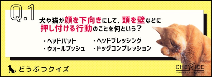 【クイズ】かわいいけど要注意！？犬や猫の反省ポーズとはのアイキャッチ画像