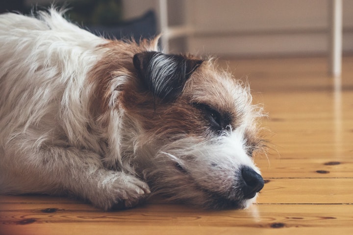 犬,仮病,病気,コミュニケーション,スキンシップ