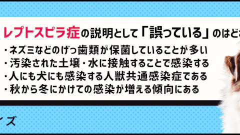 【クイズ】梅雨の時期は要注意!レプトスピラ症ってどんな病気?のアイキャッチ画像