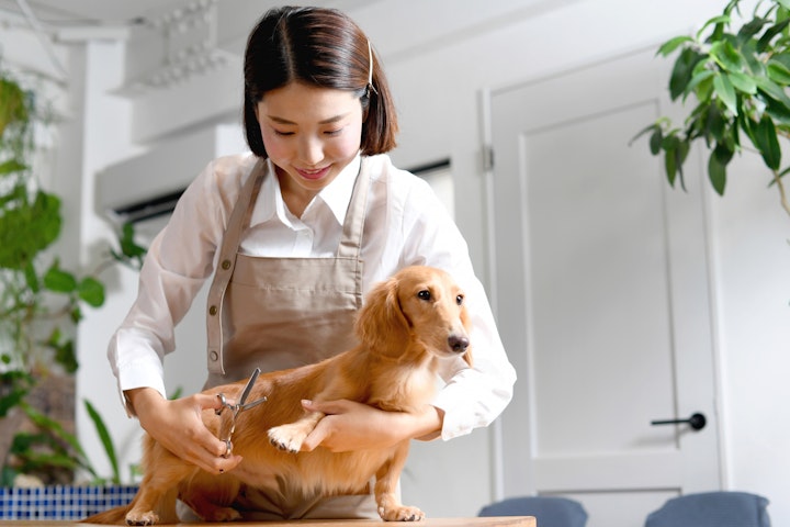 仕事,資格,獣医師,愛玩動物看護師,ペット