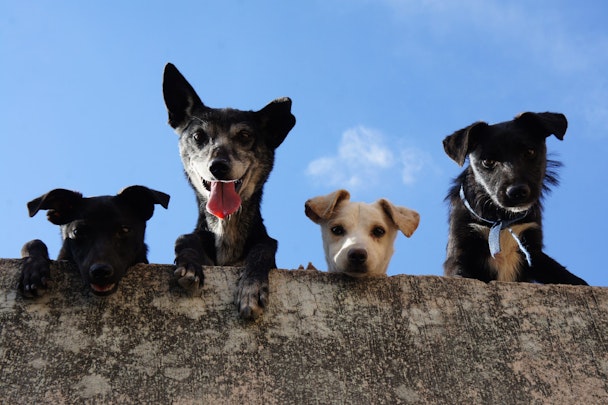 愛犬に喜ばれる！犬の狩猟本能から考える5つのタイプ別の遊び方とはのアイキャッチ画像