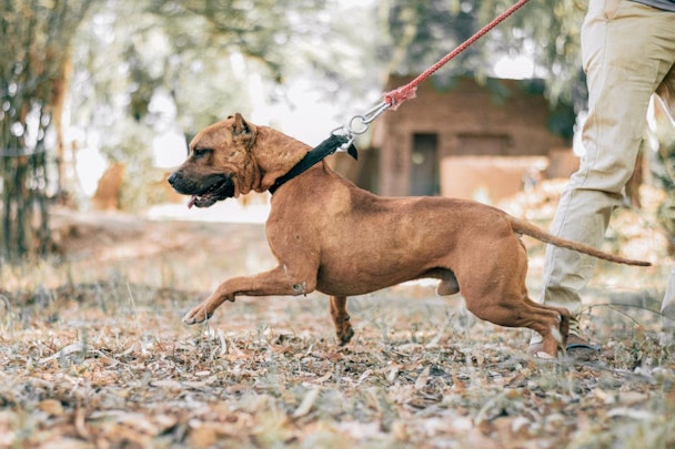 犬の引っ張り癖を直そう！お散歩で元気すぎる犬に3つのアプローチのアイキャッチ画像