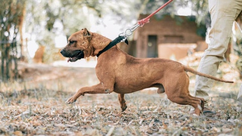 犬の引っ張り癖を直そう!お散歩で元気すぎる犬に3つのアプローチのアイキャッチ画像