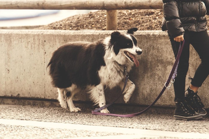 お散歩,しつけ,トレーニング,引っ張り癖,犬,興奮,飼い方