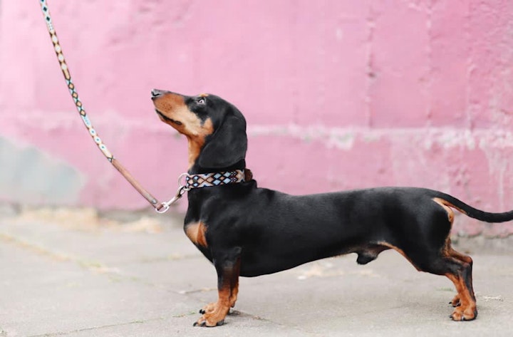 お散歩,しつけ,トレーニング,引っ張り癖,犬,興奮,飼い方