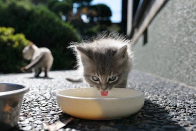 猫は本当に猫舌？適切な温度のご飯を与えてあげよう！のアイキャッチ画像