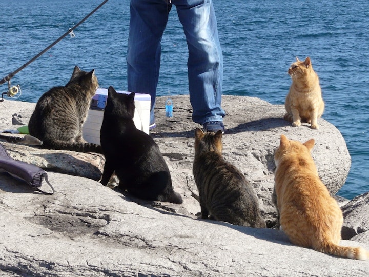 猫,江の島,猫島,青島,相島,田代島,湯島