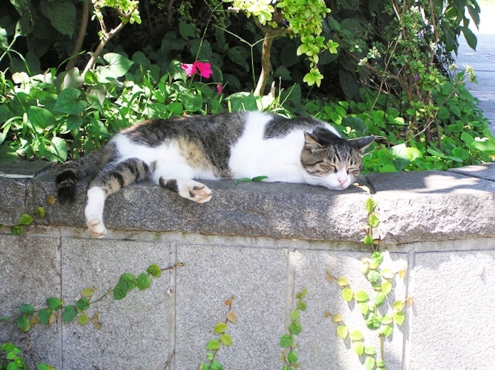 猫,江の島,猫島,青島,相島,田代島,湯島