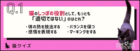 【クイズ】猫のしっぽの役割と、動きからわかる感情とは？のアイキャッチ画像