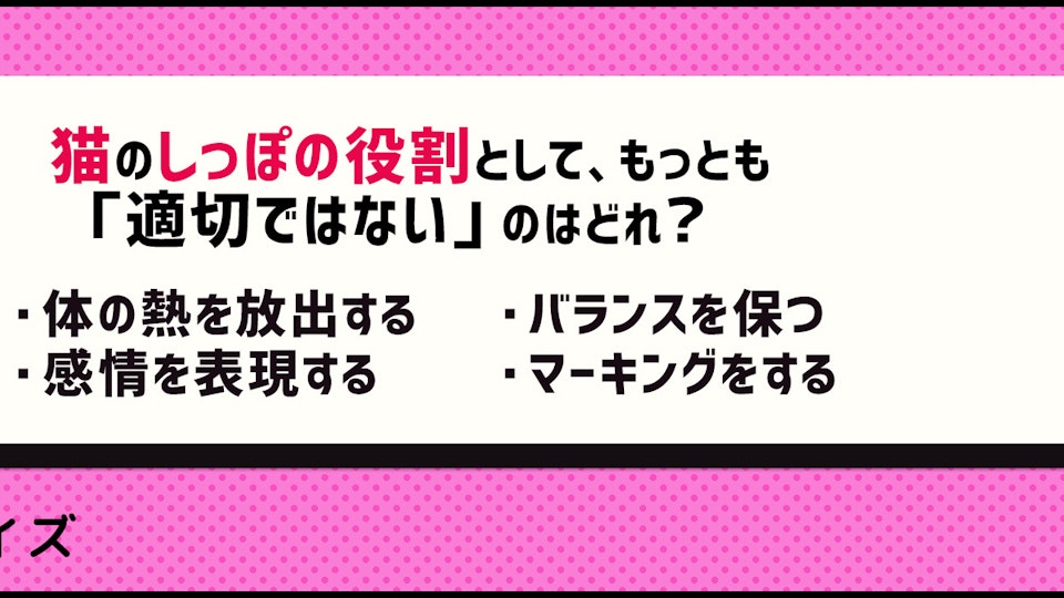 【クイズ】猫のしっぽの役割と、動きからわかる感情とは?