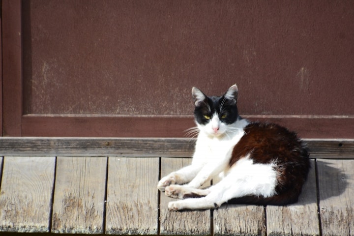 猫,俳句,季語,子猫,こたつ猫,江戸時代