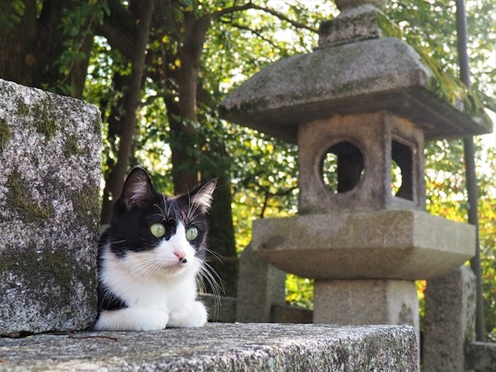 猫,俳句,季語,子猫,こたつ猫,江戸時代