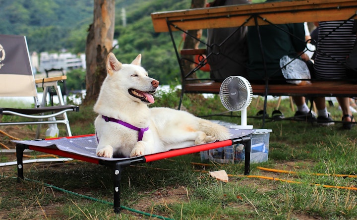 予防,健康,注意,熱中症,犬,獣医師監修,飼い方