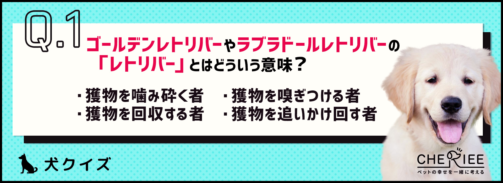 【クイズ】今さら聞けない？ゴールデンとラブラドールの違いとは