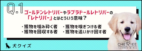 【クイズ】今さら聞けない?ゴールデンとラブラドールの違いとはのアイキャッチ画像