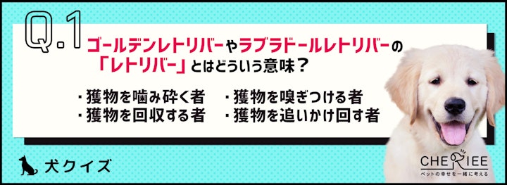 【クイズ】今さら聞けない？ゴールデンとラブラドールの違いとはのアイキャッチ画像