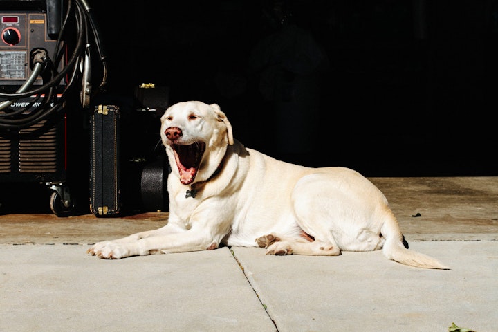 オキシトシン,コントラフリーローディング効果,ストレス,問題行動,犬,退屈,運動不足,飼い方