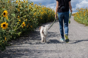 オキシトシン,コントラフリーローディング効果,ストレス,問題行動,犬,退屈,運動不足,飼い方