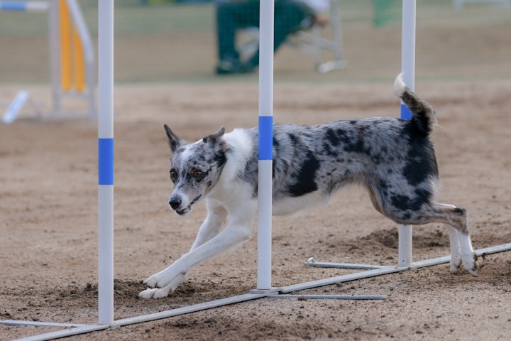 アジリティ,ジョギング,スポーツ,ドッグヨガ,ハイキング,健康,散歩,犬,登山,運動,飼い主