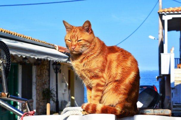 猫好きは要チェック！「猫島」と呼ばれる日本の島5選のアイキャッチ画像