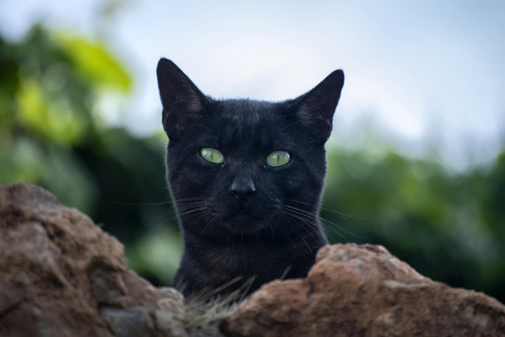 猫,江の島,猫島,青島,相島,田代島,湯島