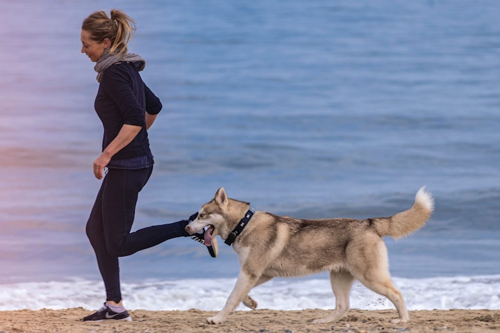 アジリティ,ジョギング,スポーツ,ドッグヨガ,ハイキング,健康,散歩,犬,登山,運動,飼い主