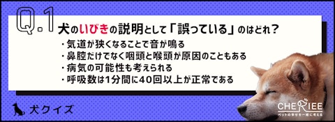 【クイズ】犬がいびきをかく理由とは？のアイキャッチ画像