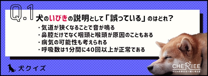 【クイズ】犬がいびきをかく理由とは？のアイキャッチ画像