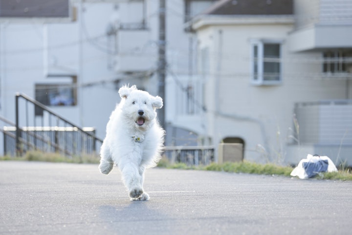 映画,ハウ,田中圭,ゴールデンドゥードル,ミックス犬,ストーリー