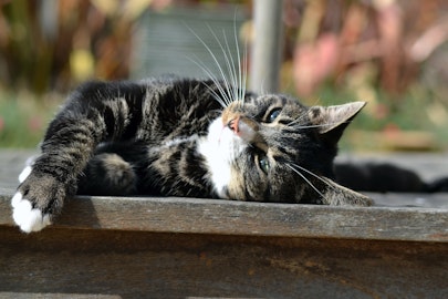 猫も熱中症に要注意！気になる症状や対策のポイントを解説のアイキャッチ画像