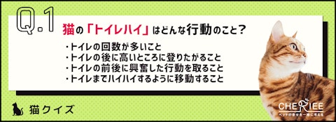 【クイズ】飼い主もびっくり！猫のトイレハイって何？のアイキャッチ画像