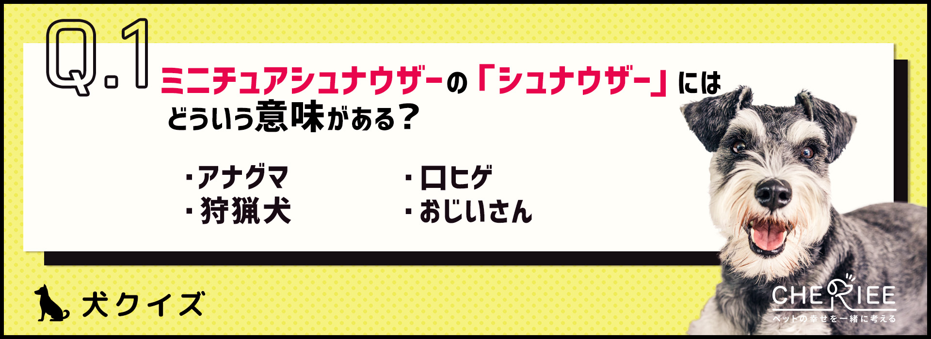 【犬クイズ】ミニチュアシュナウザーの「シュナウザー」の意味って？