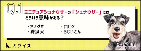 【犬クイズ】ミニチュアシュナウザーの「シュナウザー」の意味って？のアイキャッチ画像