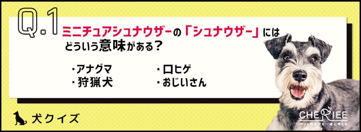 【犬クイズ】ミニチュアシュナウザーの「シュナウザー」の意味って？のアイキャッチ画像