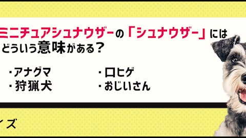 【犬クイズ】ミニチュアシュナウザーの「シュナウザー」の意味って?のアイキャッチ画像