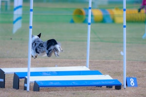 アジリティ,ストレス解消,トレーニング,遊び方,運動不足解消